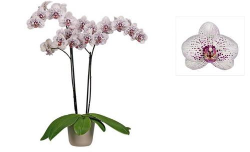 Фаленопсис №10