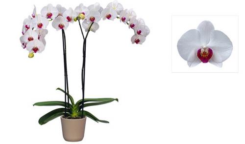 Фаленопсис №14