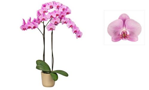 Фаленопсис №17