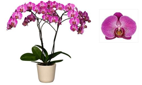 Фаленопсис №18