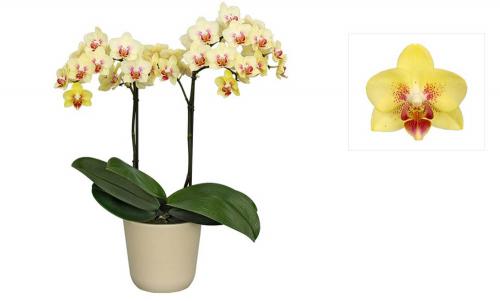 Фаленопсис №19