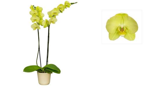 Фаленопсис №2