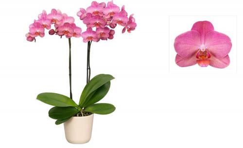 Фаленопсис №20