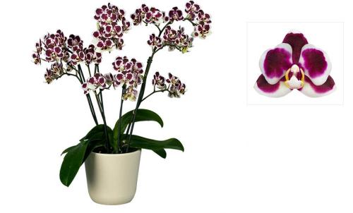 Фаленопсис №21