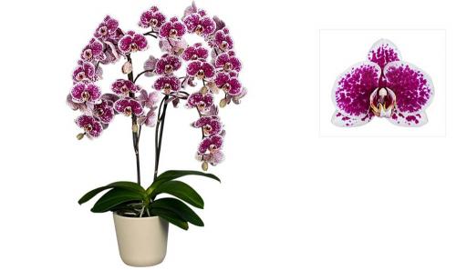 Фаленопсис №22