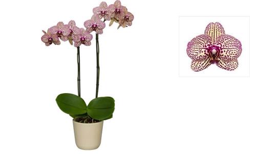 Фаленопсис №23