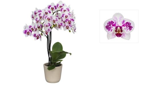 Фаленопсис №24