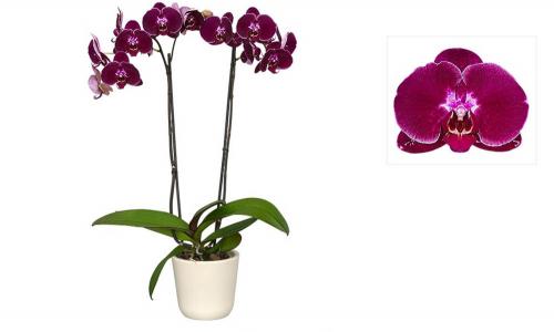 Фаленопсис №25