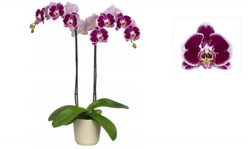 Фаленопсис №26