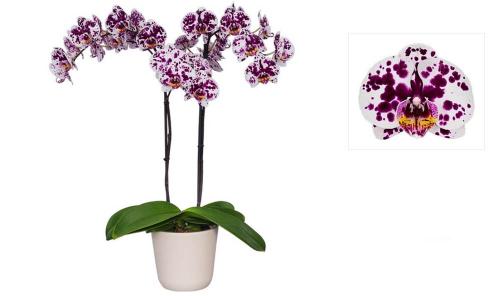 Фаленопсис №27