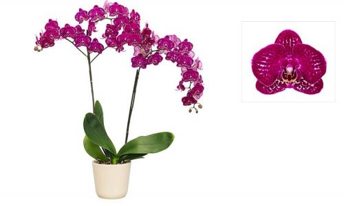 Фаленопсис №28