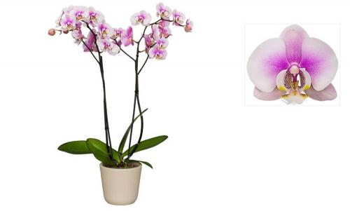 Фаленопсис №29