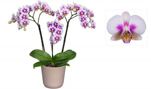 Фаленопсис №30