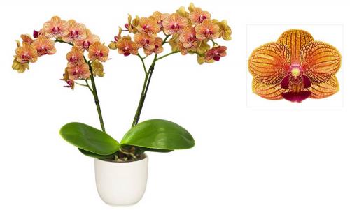 Фаленопсис №31