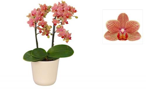 Фаленопсис №32