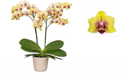 Фаленопсис №6