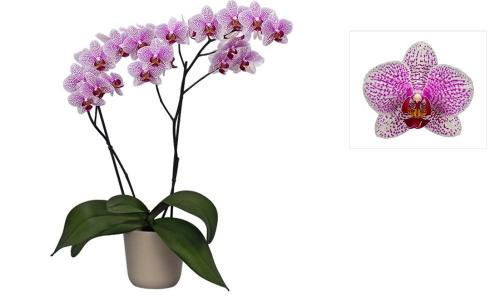 Фаленопсис №9