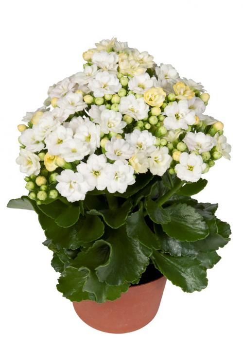 Каландива белая
