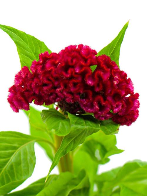 Целозия Красная