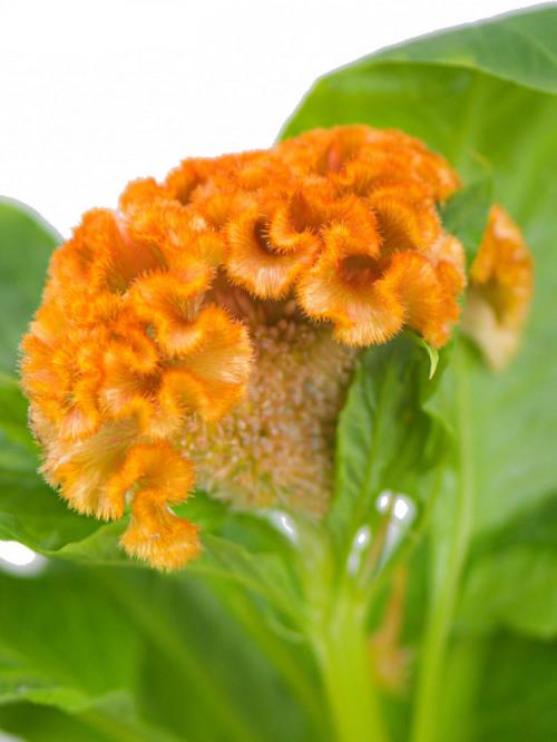 Целозия оранжевая