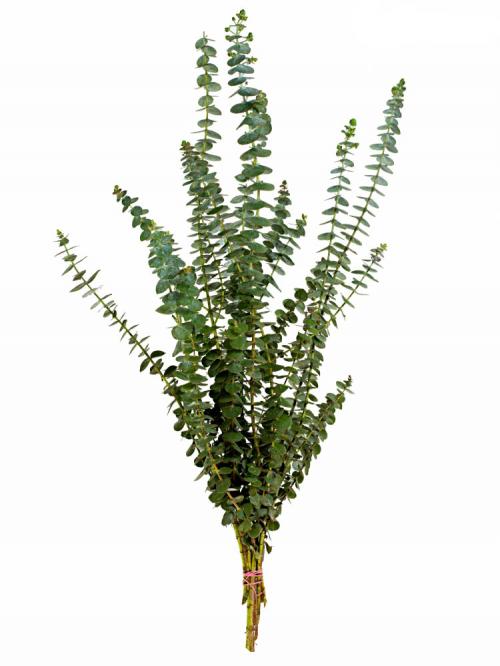 Эвкалипт голубой