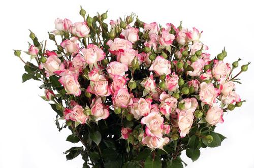 Кремово-розовая