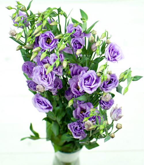 Эустома Лавандовая