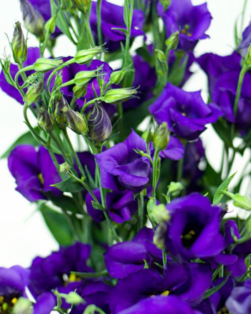 Эустома Синяя